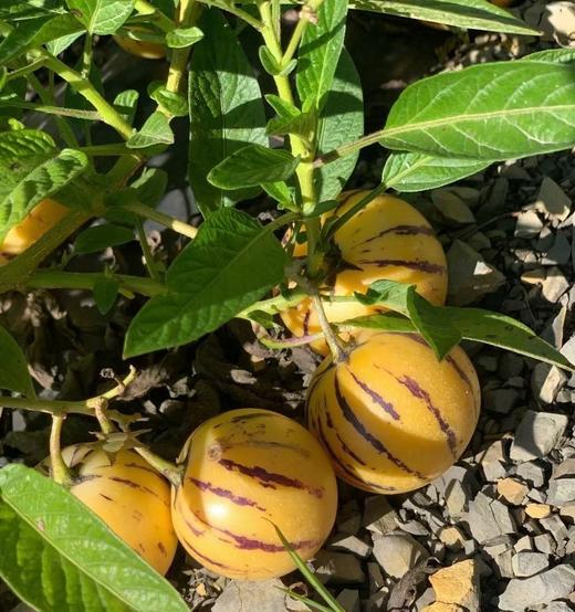 云南石林风化石人参果 商品图2