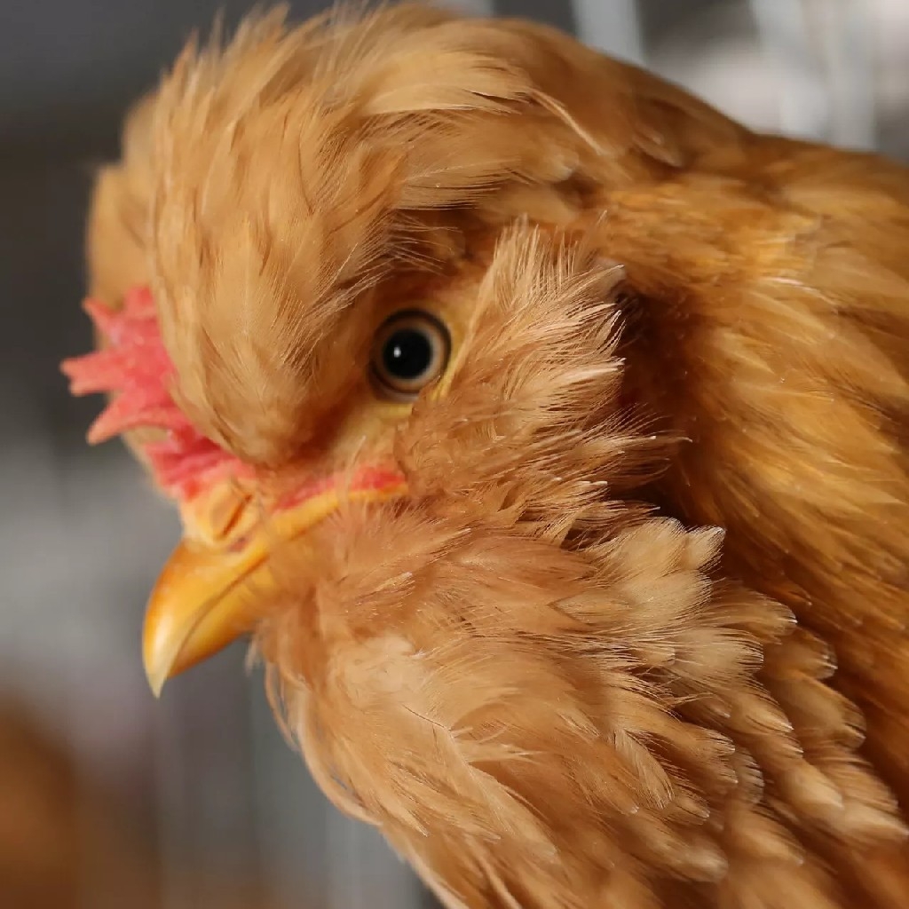 美好田园 纯净食材—木木家