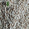 六不用 白芝麻 每份1斤 【弘毅六不用生态农场】 商品缩略图3
