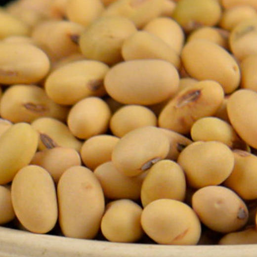 包邮 | 环县杂粮 黄豆、红豆、黑豆 多次筛选 大小均匀 颗粒饱满无杂质 养生美味 商品图1