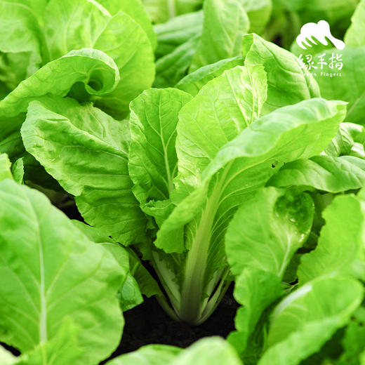 生态快菜 | 绿家自产*Ecological shortorder | In-House Production 商品图0