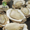 CY-山东乳山生蚝三倍体5斤 商品缩略图2