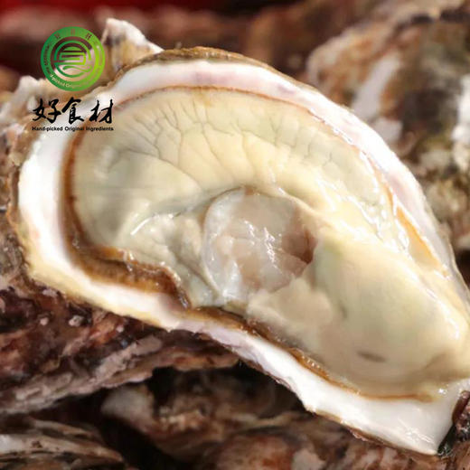 CY-山东乳山生蚝三倍体5斤 商品图1