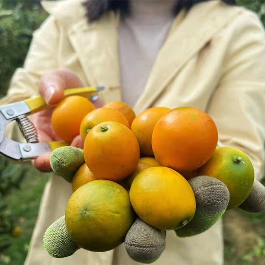 【融安金桔】脆蜜金柑/滑皮金桔 地理标志产品 纯甜化渣多汁无酸不苦不涩 顺丰包邮 商品图0