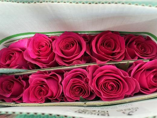 【秒杀福利】高胜 （高盛）20枝/扎 商品图2