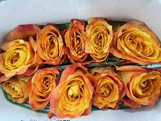 【秒杀福利】欢乐颂  20枝/扎 商品图2