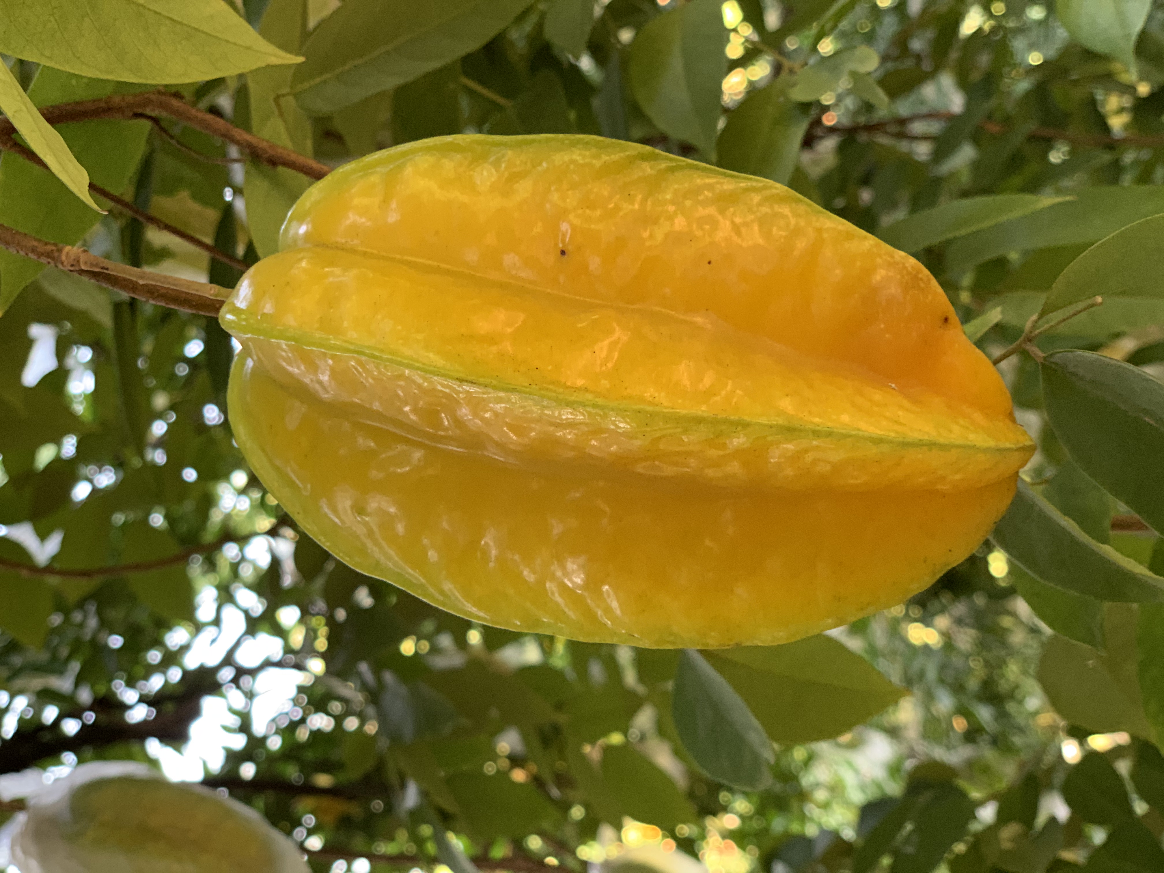 新鲜杨桃应当季现摘水果热带酸甜阳桃孕妇杨桃整箱大果包邮个头饱满 脆嫩多汁