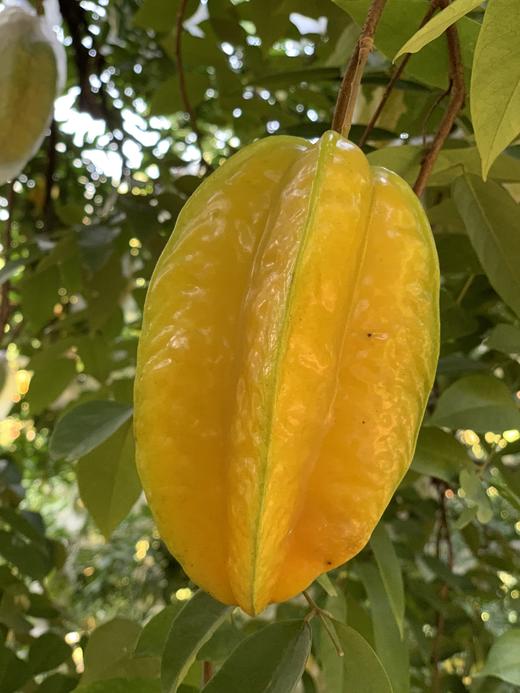 新鲜杨桃应当季现摘水果热带酸甜阳桃孕妇杨桃整箱大果包邮个头饱满 脆嫩多汁 商品图0