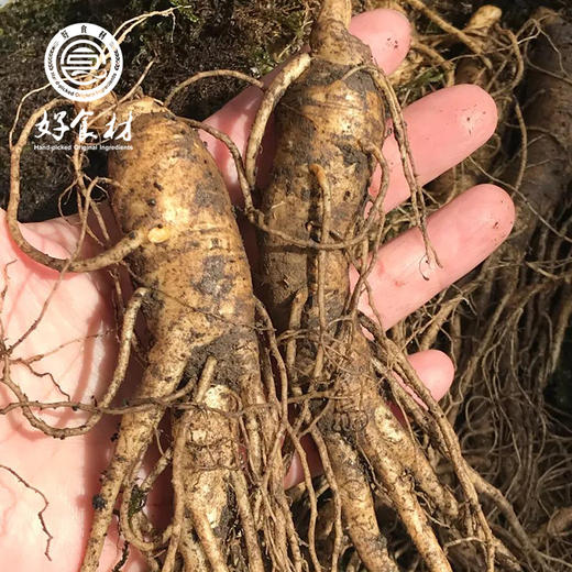 CY-吉林长白山人参250克 商品图1