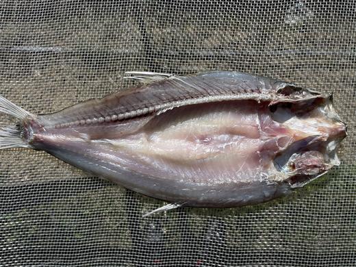 【武汉.黄陂】江城百臻木兰渔翁大白刁6斤正负0.2斤（4-6条） 商品图7