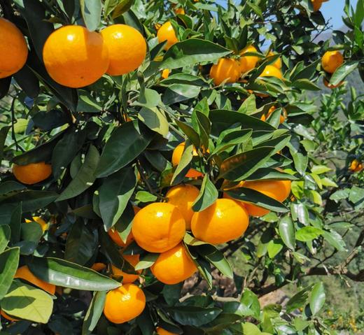 蜜林橘 涌泉高山蜜柑4.5斤装 商品图1