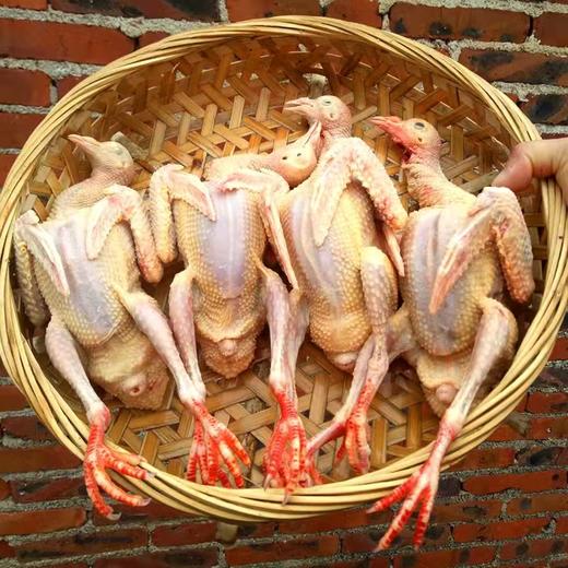 戚家-散养鸽子净镗 800G左右2只 商品图3