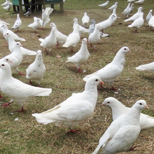 戚家-散养鸽子净镗 800G左右2只 商品图4