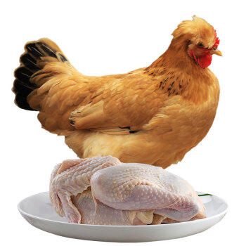 散养母鸡 - 林下散养 商品图3