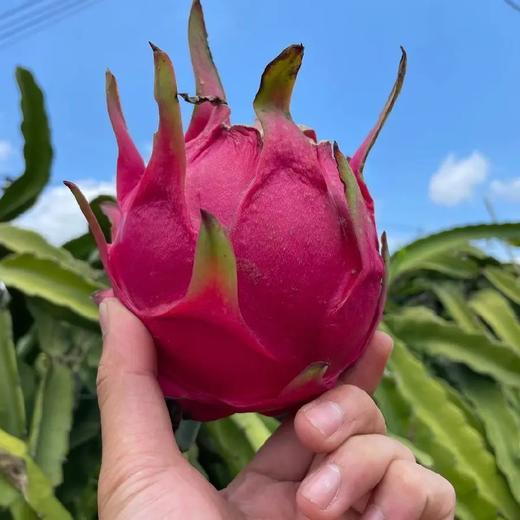 金都蜜宝红心火龙果（净重约4.5斤 ） 商品图0