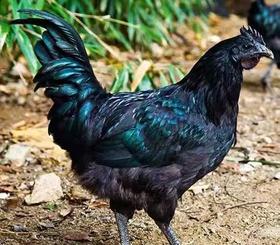 江山正宗农家 纯散养五黑鸡  农村月子鸡  冰鲜发货