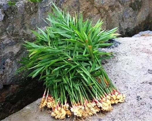 丰硒农业-兴国县有机生姜9斤装 商品图1