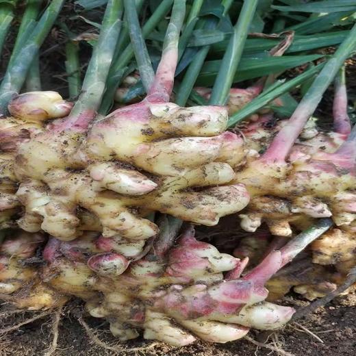 丰硒农业-兴国县有机生姜9斤装 商品图2