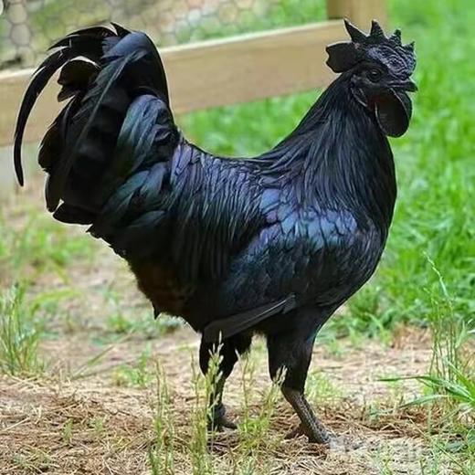 江山正宗农家 纯散养五黑鸡  农村月子鸡  冰鲜发货 商品图2