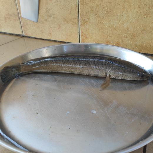 生态生鱼（黑鱼）（冷鲜，仅限省内下单） | 绿家自产* Eco-snake head mullet | Self-production 商品图1