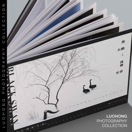 罗红摄影作品-黑天鹅：优雅至尊 商品图1