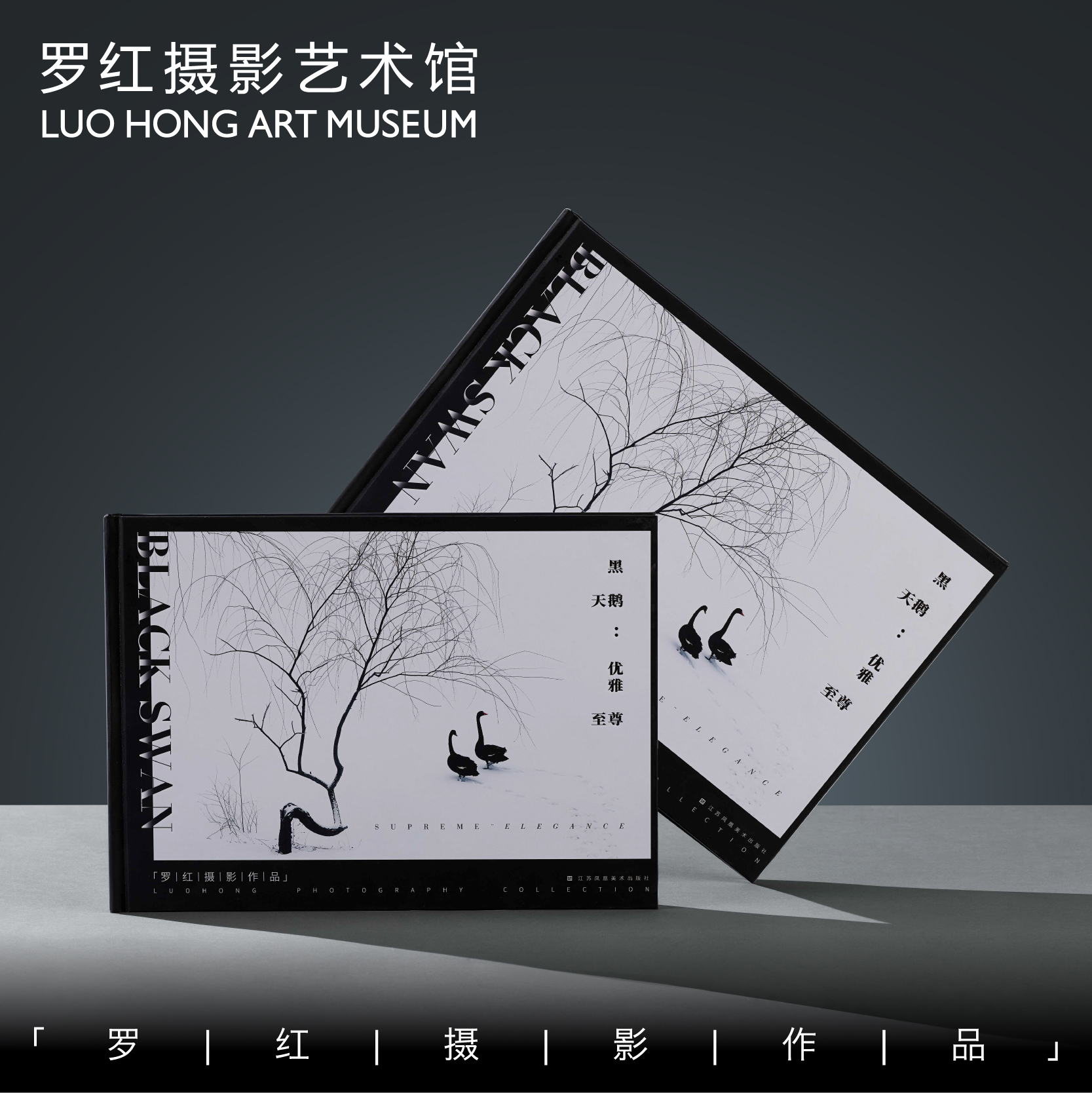 罗红摄影作品-黑天鹅：优雅至尊