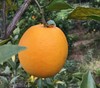 赣南有机脐橙   产地直发全国配送（偏远地区除外） 商品缩略图1