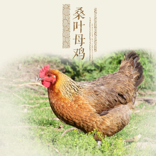 油鸡(童子鸡&公鸡&母鸡)，乌鸡，老母鸡 商品图3