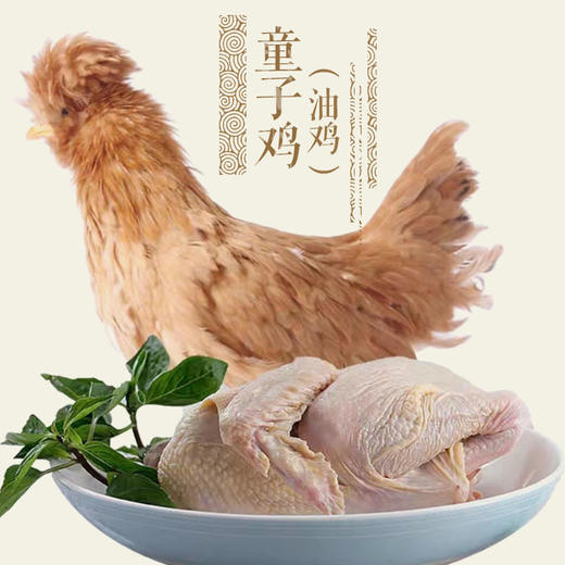 油鸡(童子鸡&公鸡&母鸡)，乌鸡，老母鸡 商品图0