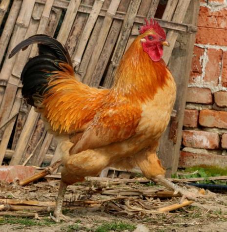 【2件立减10元】郧阳青山散养土公鸡杀完净重3.5斤左右 （半年以上）周五发货，需提前预定 商品图1