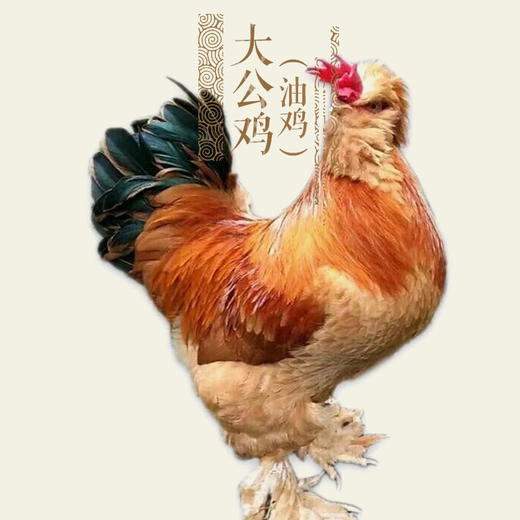 油鸡(童子鸡&公鸡&母鸡)，乌鸡，老母鸡 商品图4