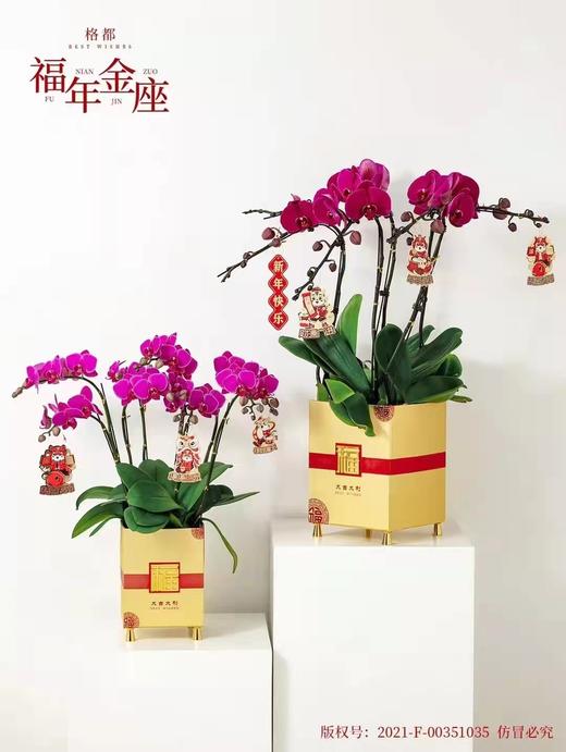 福年金座 商品图5