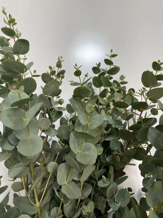 【南粤推荐】尤加利叶（小苹果叶 ） 多分叉/扎 商品图3