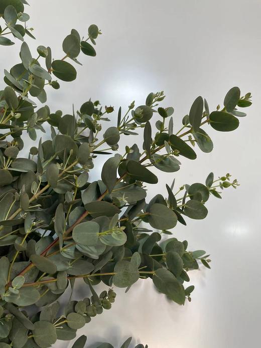 【南粤推荐】尤加利叶（小苹果叶 ） 多分叉/扎 商品图2