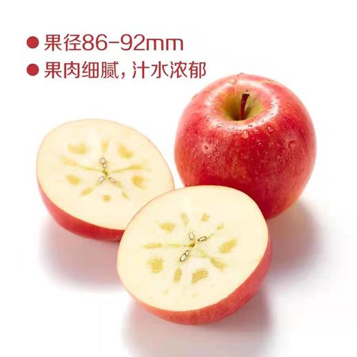 【分仓直发包邮 预售 25.12.10日左右发货】中粮安萃新疆阿克苏红富士苹果礼盒3.5kg（12粒） 商品图5