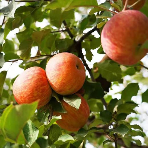 【分仓直发包邮 预售 25.12.10日左右发货】中粮安萃新疆阿克苏红富士苹果礼盒3.5kg（12粒） 商品图4