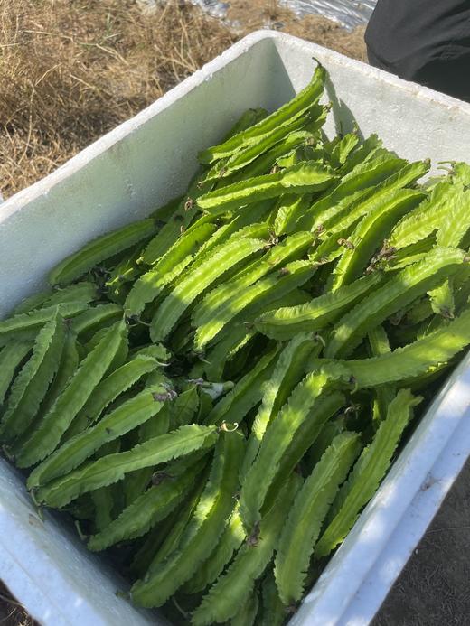 四角豆海南龙豆三亚特产新鲜四棱豆杨桃龙豆新鲜蔬菜帝皇豆包邮 商品图2