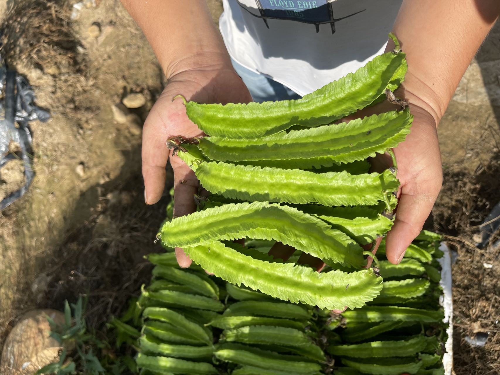 四角豆海南龙豆三亚特产新鲜四棱豆杨桃龙豆新鲜蔬菜帝皇豆包邮