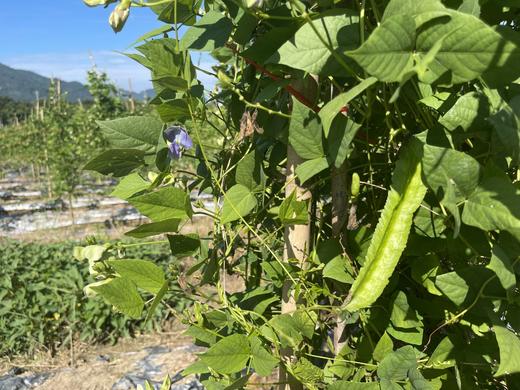 四角豆海南龙豆三亚特产新鲜四棱豆杨桃龙豆新鲜蔬菜帝皇豆包邮 商品图1