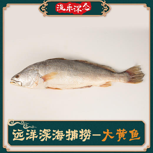 海鲜礼盒 深海大黄鱼一条装4-5KG 【LY】【包邮直发】 商品图0