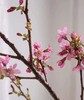 【开花特惠】单瓣樱花   约5枝/扎  约70cm 商品缩略图2