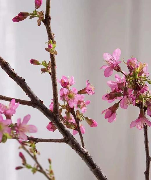 【开花特惠】单瓣樱花   约5枝/扎  约70cm 商品图2