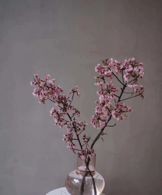 【开花特惠】单瓣樱花   约5枝/扎  约70cm 商品图3