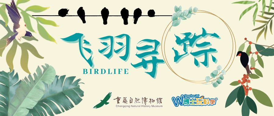 【重庆·飞羽寻踪】一个带你走入大自然的机会！