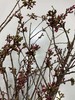 【开花特惠】单瓣樱花   约5枝/扎  约70cm 商品缩略图5