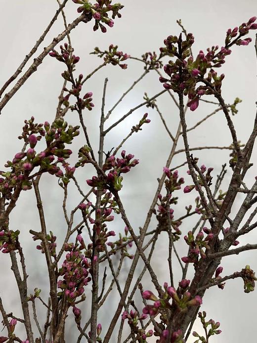【开花特惠】单瓣樱花   约5枝/扎  约70cm 商品图5
