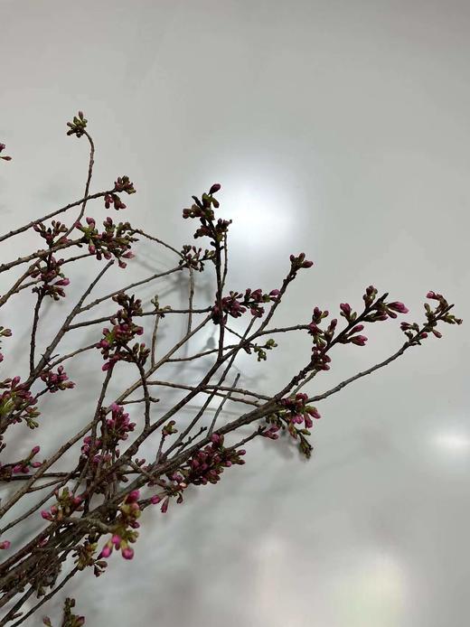 【开花特惠】单瓣樱花   约5枝/扎  约70cm 商品图4