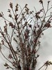 【开花特惠】单瓣樱花   约5枝/扎  约70cm 商品缩略图6