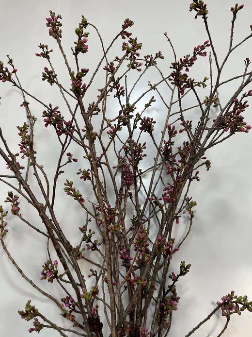 【开花特惠】单瓣樱花   约5枝/扎  约70cm 商品图6