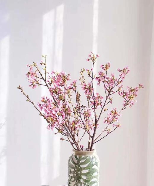 【开花特惠】单瓣樱花   约5枝/扎  约70cm 商品图0
